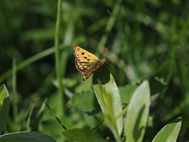 モンゴル タカネキマダラセセリほか